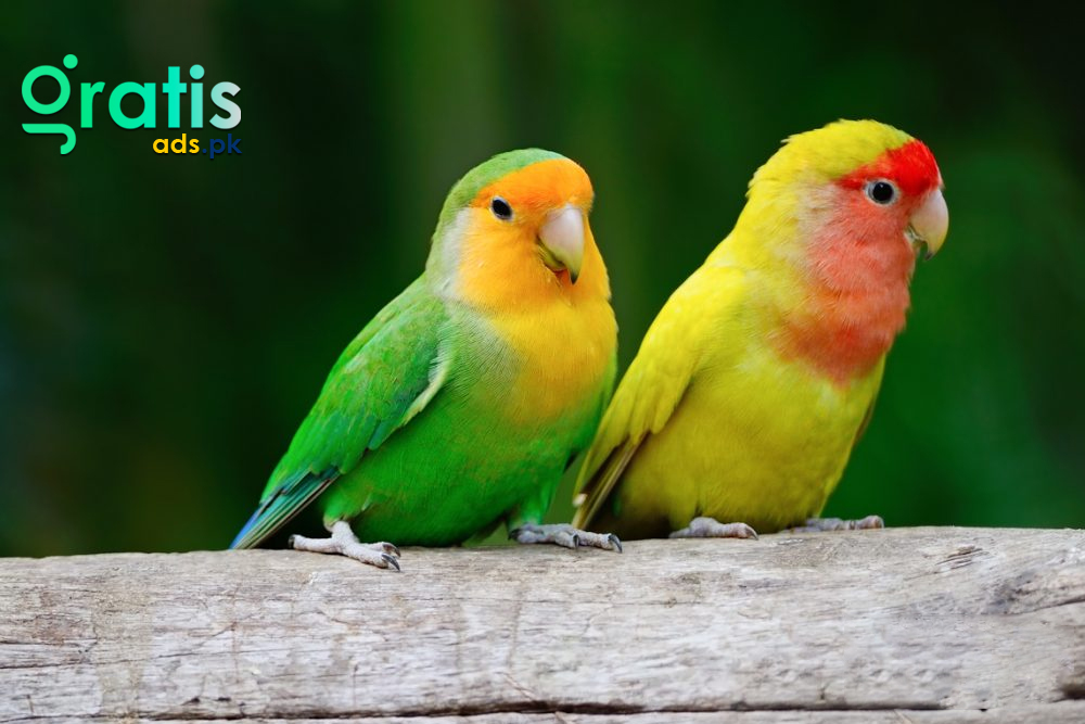 The History and Origin of Love Birds