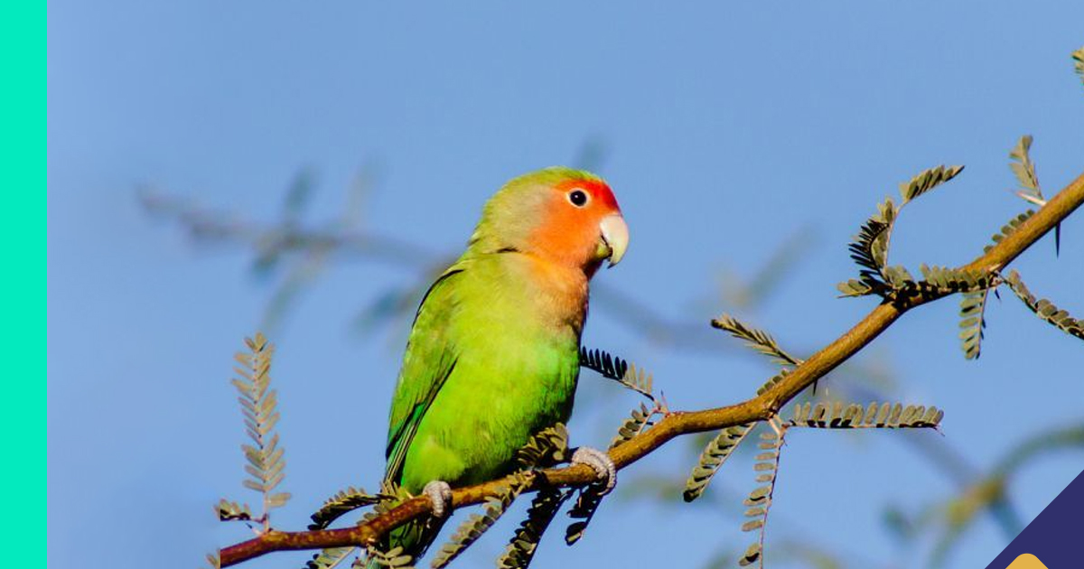 love birds Native Regions