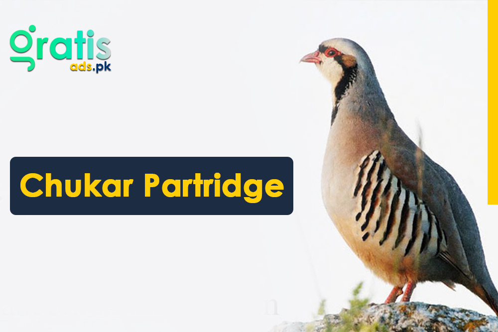 Exploring the Significance of the National Bird of Pakistan