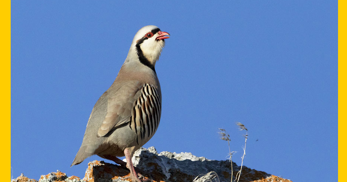 The Chukar Partridge in the Wild