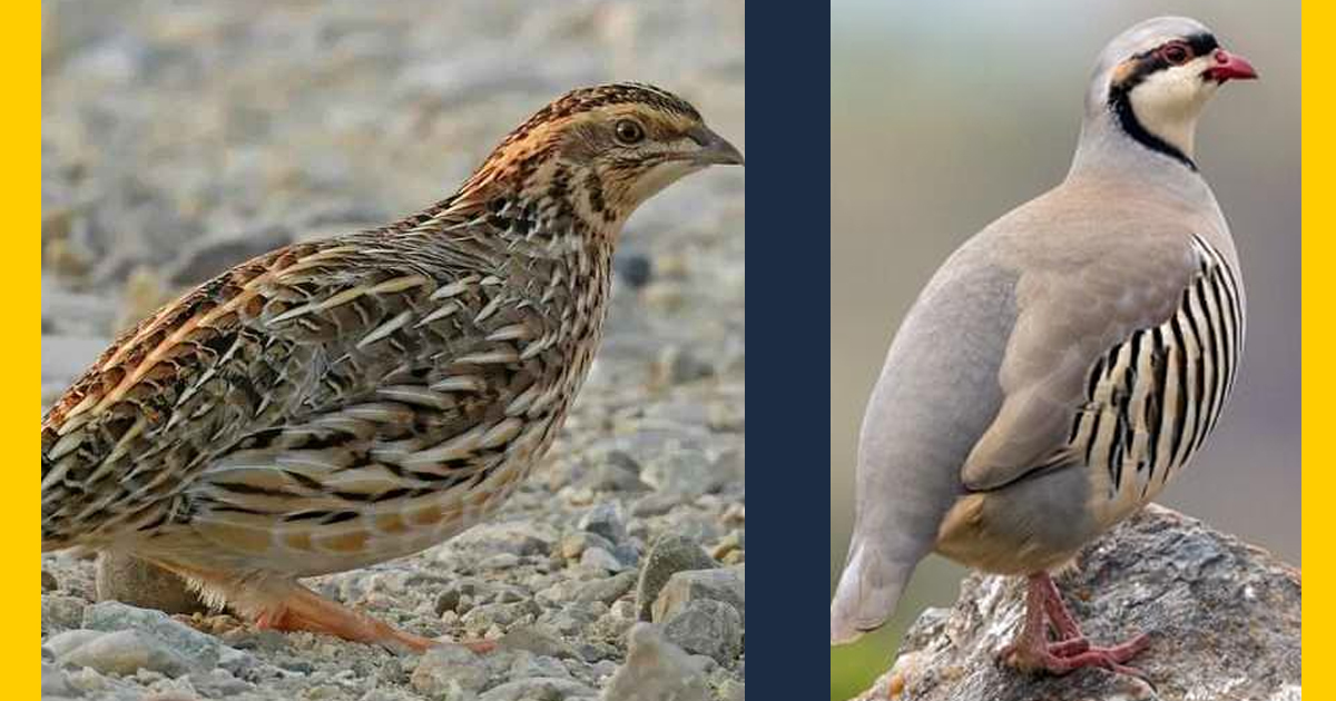 Comparison with Other Birds