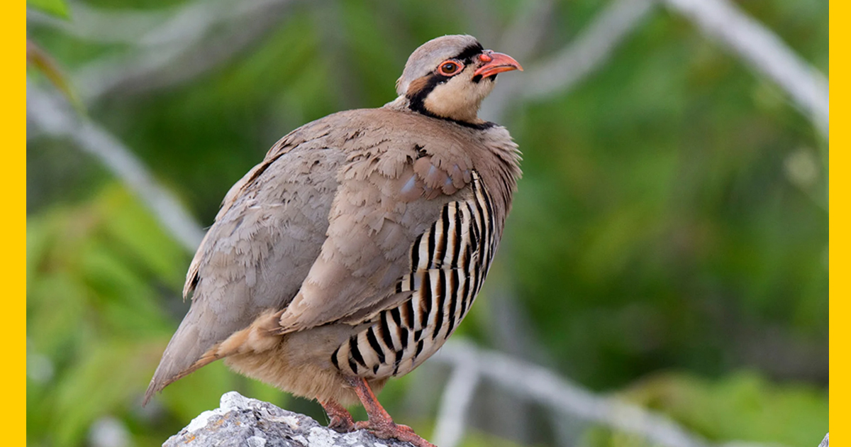 The Chukar Partridge