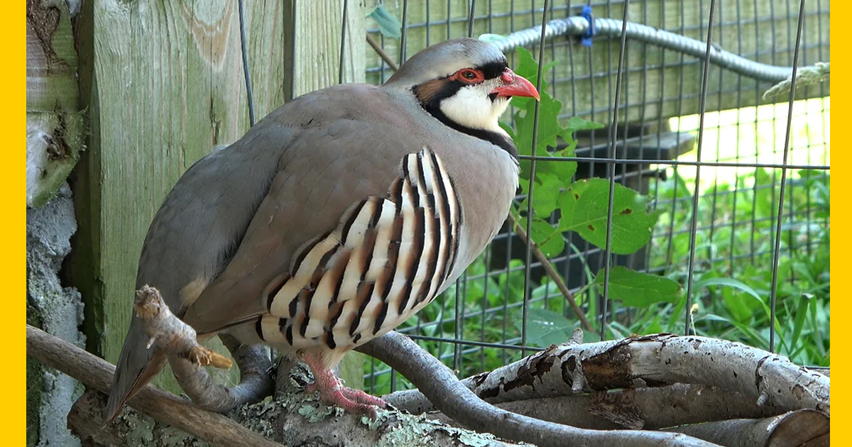 Why the Chukar Partridge Was Chosen as the National Bird