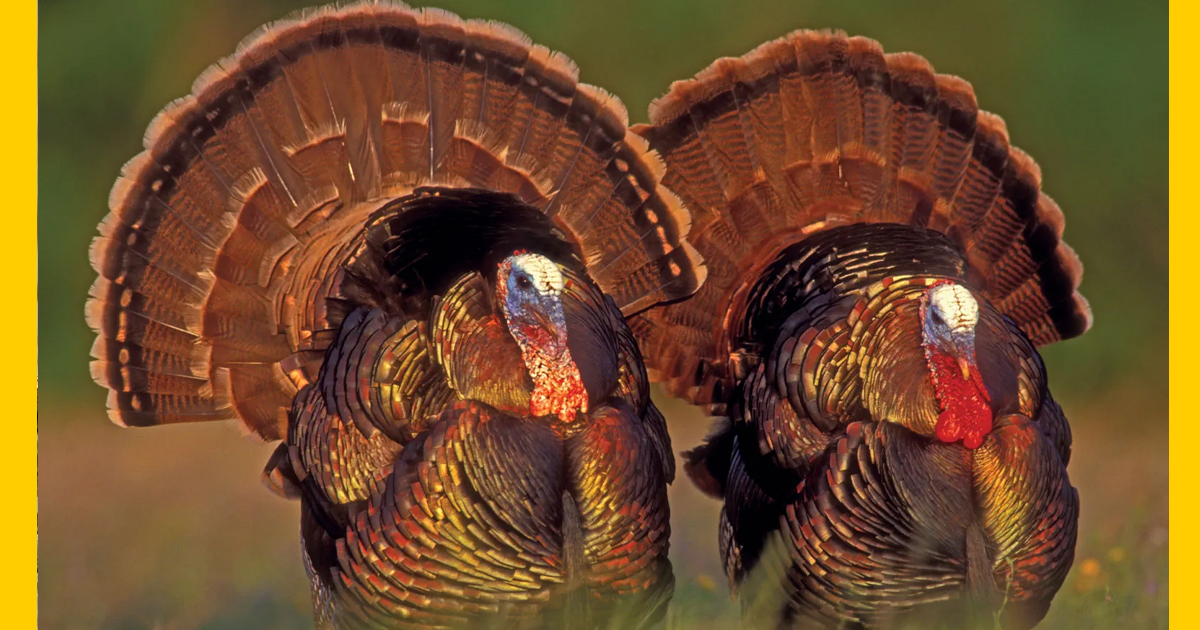 Understanding the Turkey Animal: An Overview