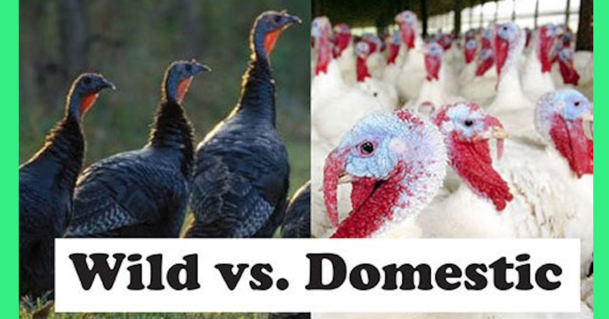 Wild vs. Domestic Turkey Animal