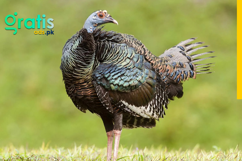 Understanding the Behavior and Habits of the Turkey Animal