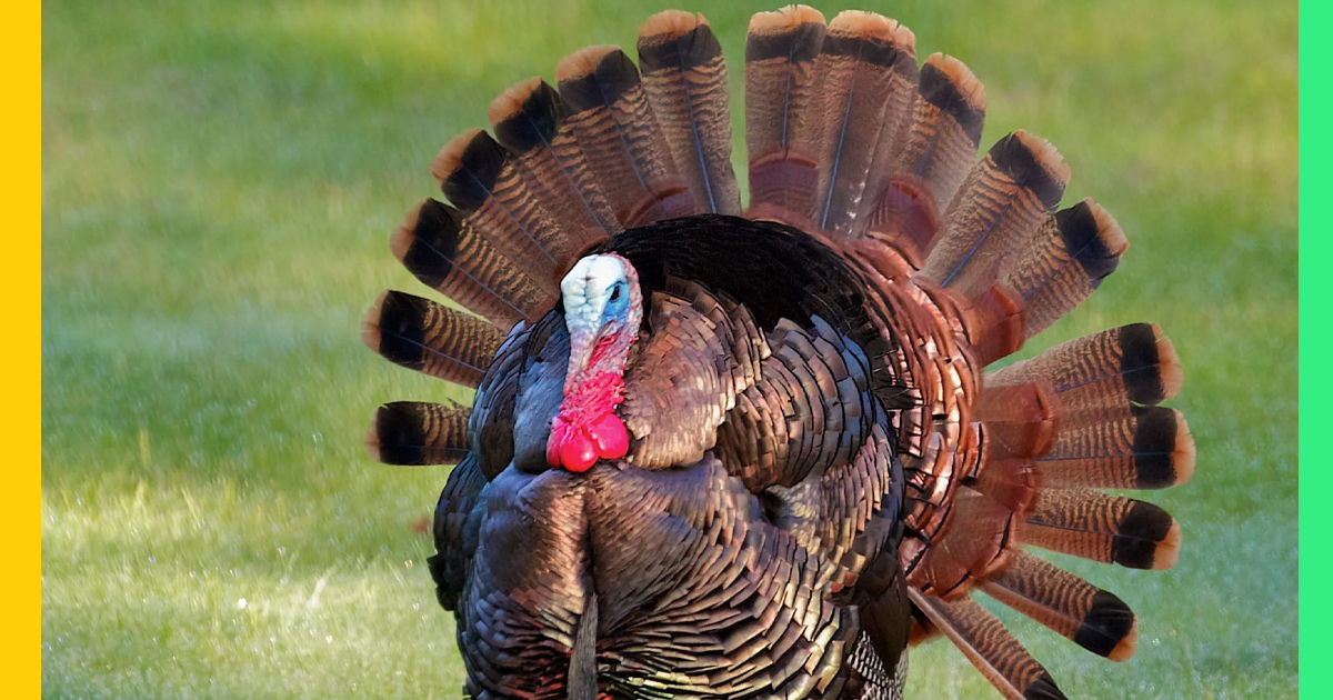 The Turkey Animal in Culture and Cuisine