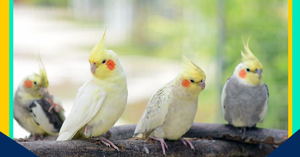 Different Types of Cocktail Parrots