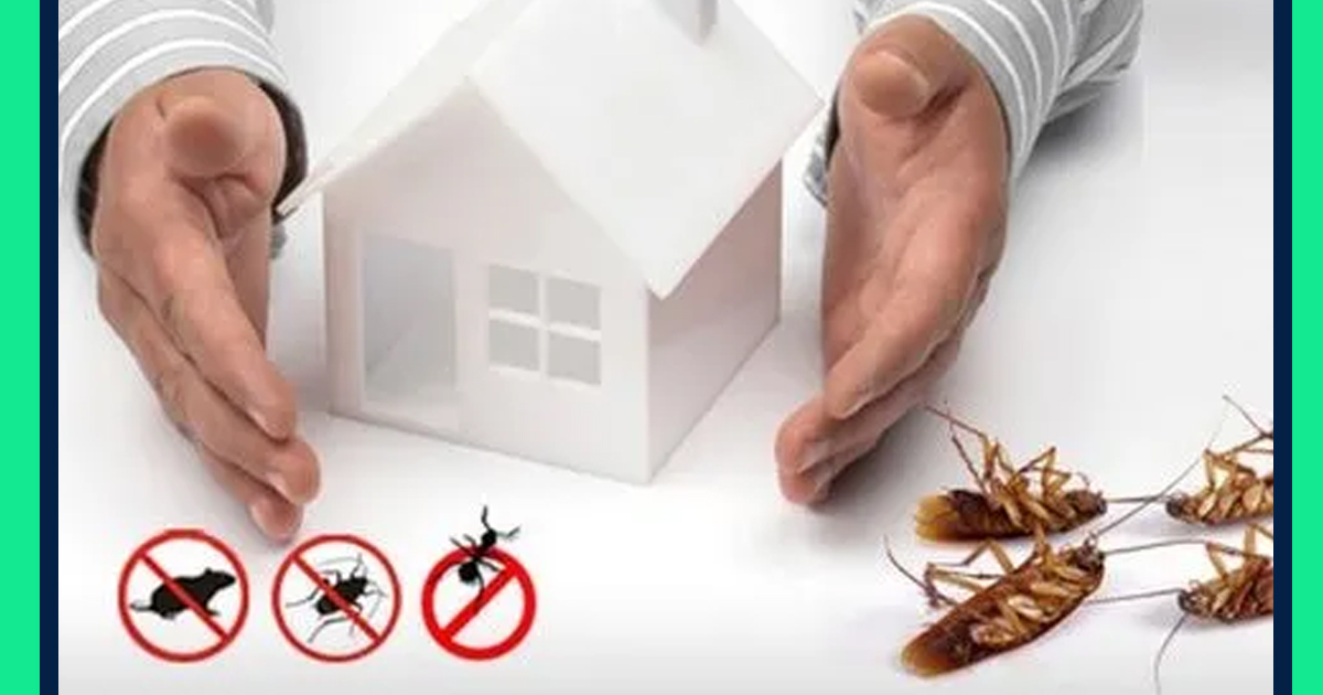 Pest Control for Home: A Vital Investment