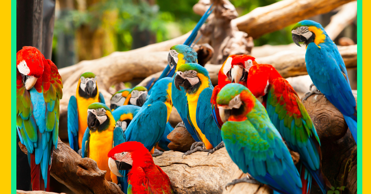 Types of Parrots Commonly Found