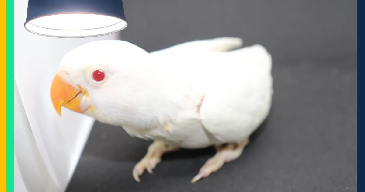 Albino birds face several survival obstacles due to their unique vision: