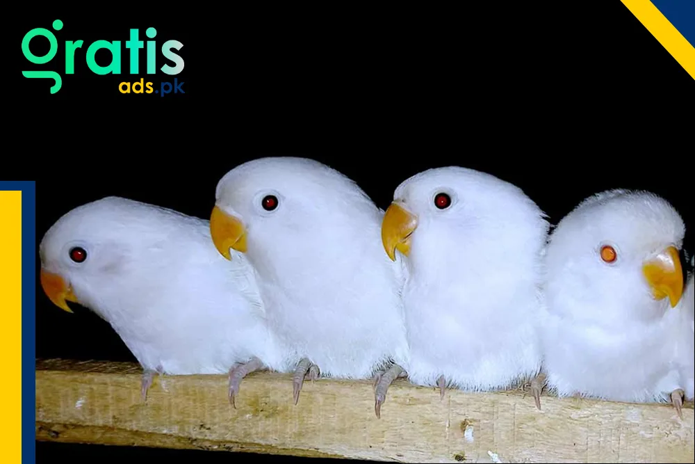 How Albino Red Eyes Affect Vision and Sensitivity in Birds